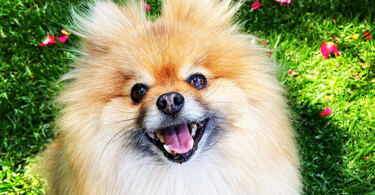 10 dogs that may make you reconsider exactly how much barking you thought you could tolerate