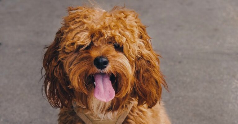 featured image af87277fb401 9aca909e14cb dog news
