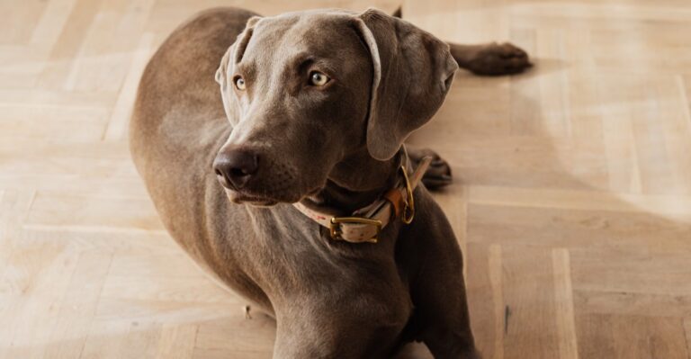 featured image b05f54efc189 f823ff84c51b dog news