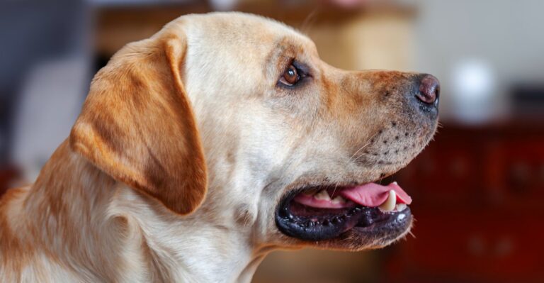 featured image b0f28237e439 e59928bfbbbd dog news