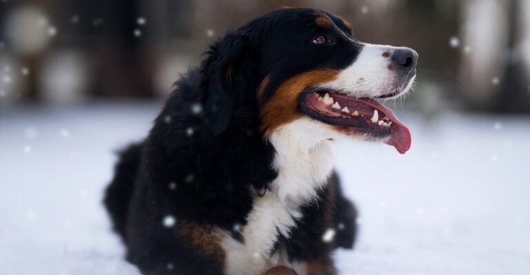 featured image b4a5bc3236cb ee22bfdad7ee dog news