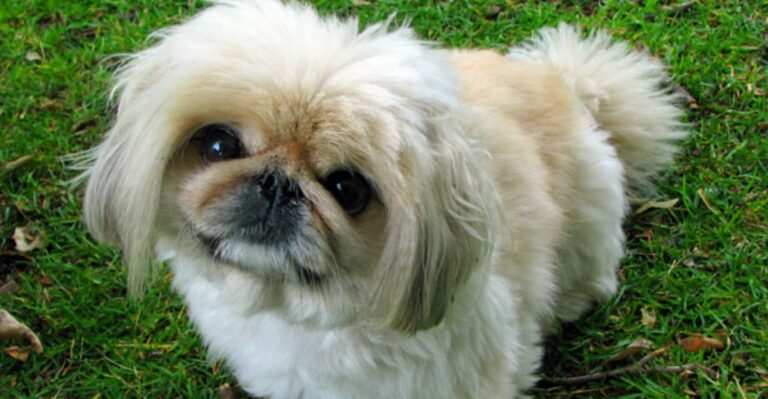 featured image b5c8a645c4b8 3e9475bc8daf dog news