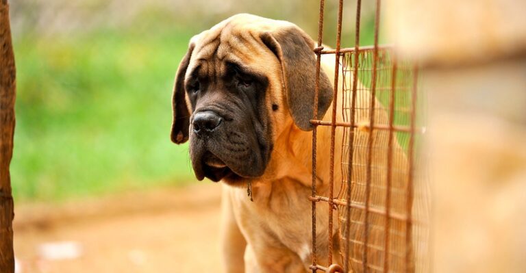 featured image b6fd8d0c89d9 e4ae091d4b41 dog news