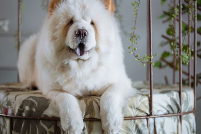 featured image b761d94345fa 5119151beaa2 dog news