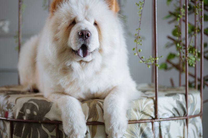These 11 dog breeds happily nap all day while you’re at work