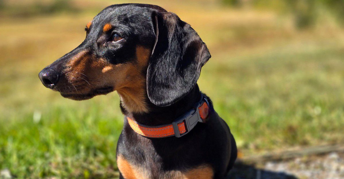 10 dogs that can make you regret letting them off the leash near one suspicious patch of grass
