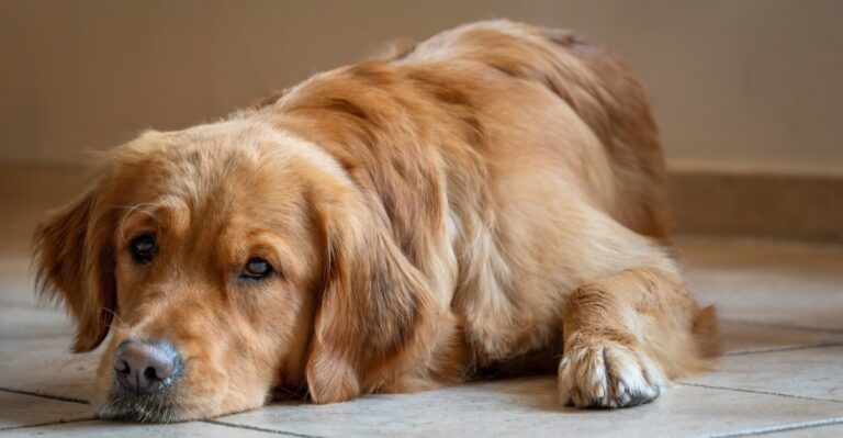 featured image c1475e18ce0e 7fa6861c04f4 dog news