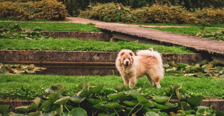 featured image c42f3524a109 63d2538694ef dog news