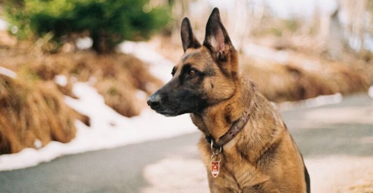 featured image c5cb5b46b1e1 73eb8f8954cc dog news