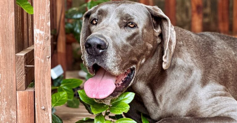 featured image c6818d41189f 871bf7c568a3 dog news