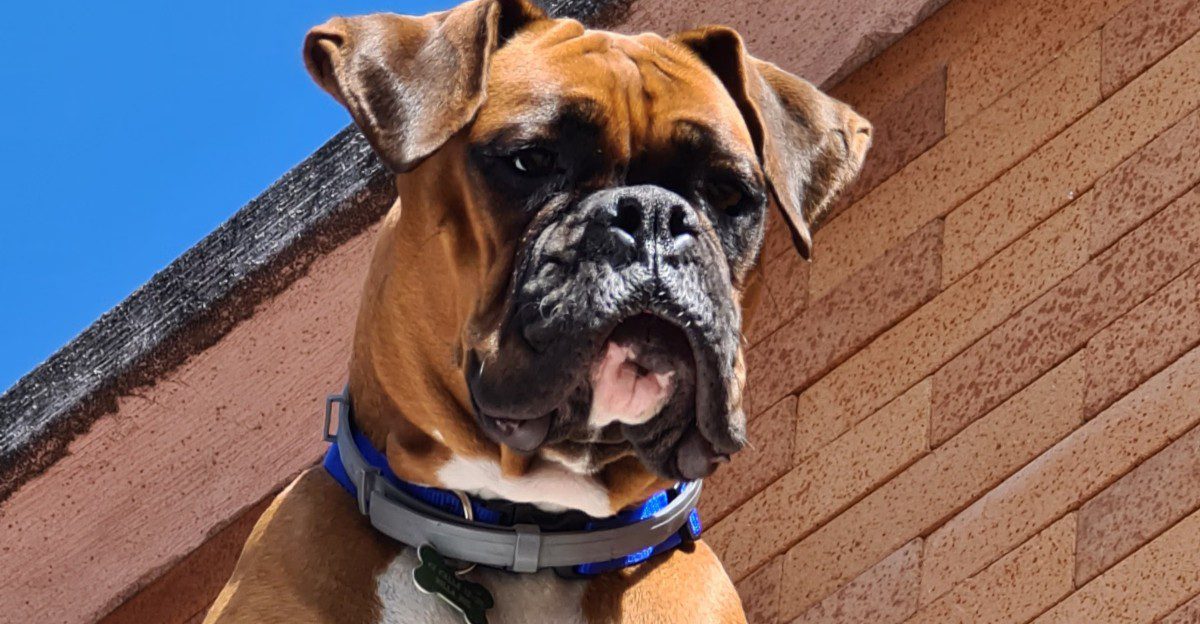 Guard dog instincts run deep in these 10 loyal, family-protective breeds