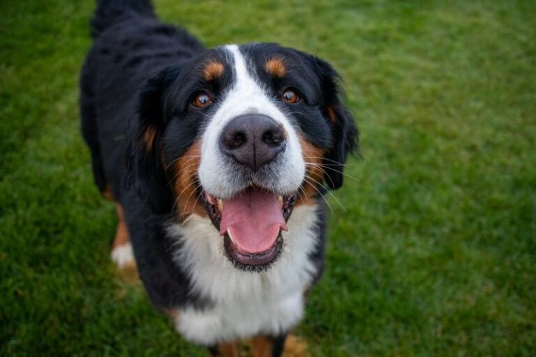 featured image ca285e3c4364 a8664c51a657 dog news