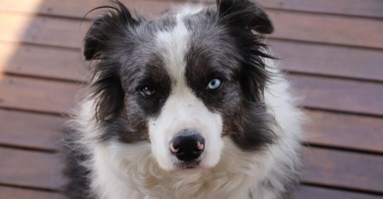 featured image ca4e29788282 3c7b8dc3d001 dog news