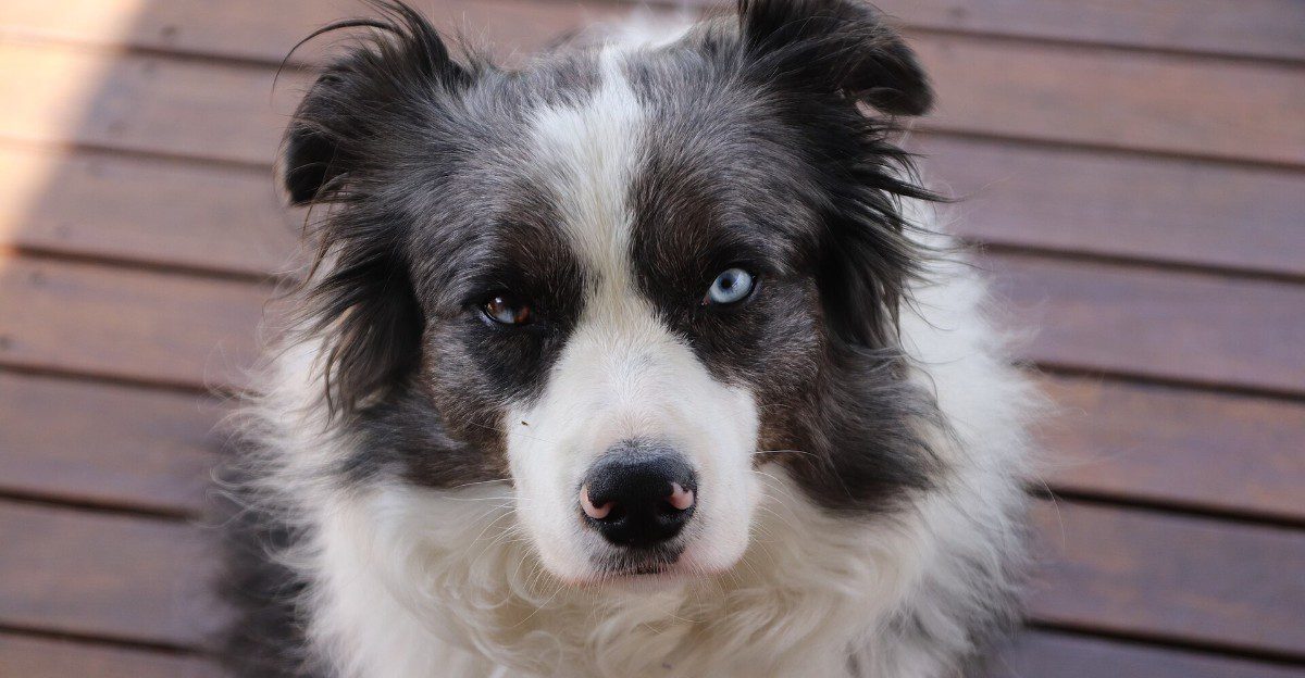13 dog breeds that can make even confident owners wonder what they’ve gotten themselves into