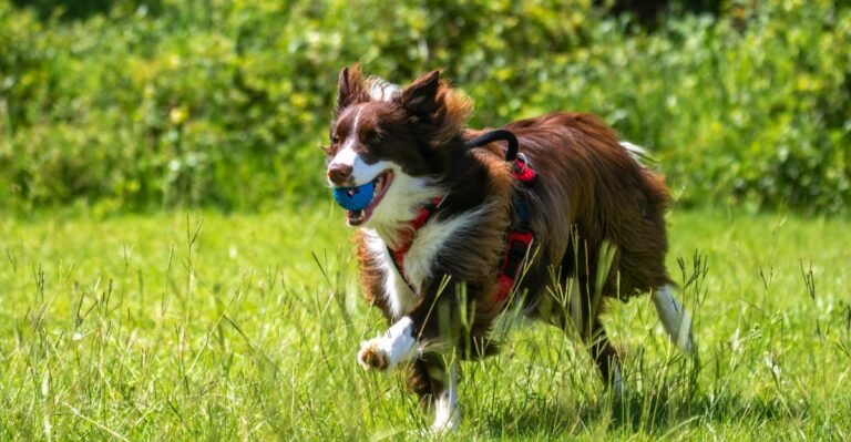 featured image cea8e8b5d316 01fd2bc78ade dog news