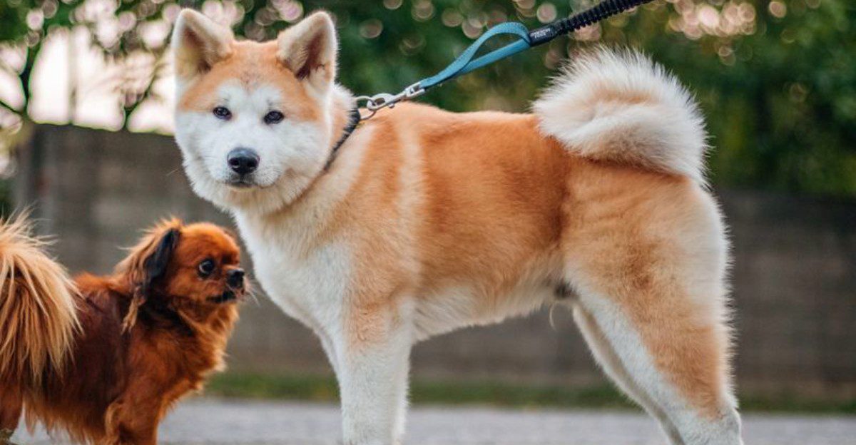 10 powerful dog breeds with surprisingly affectionate family personalities – plus 2 that are more reserved