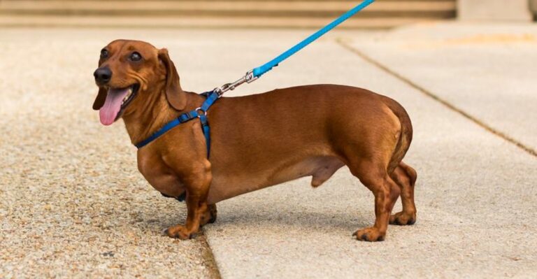 featured image cf4ce921417e 66a1593c035e dog news