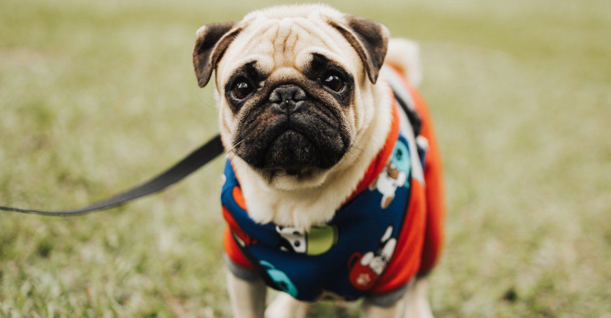 Think your dog enjoys constant company? These 12 breeds may need help learning independence