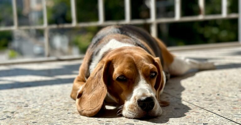 featured image cfec8cbfb013 e125e55e7e59 dog news