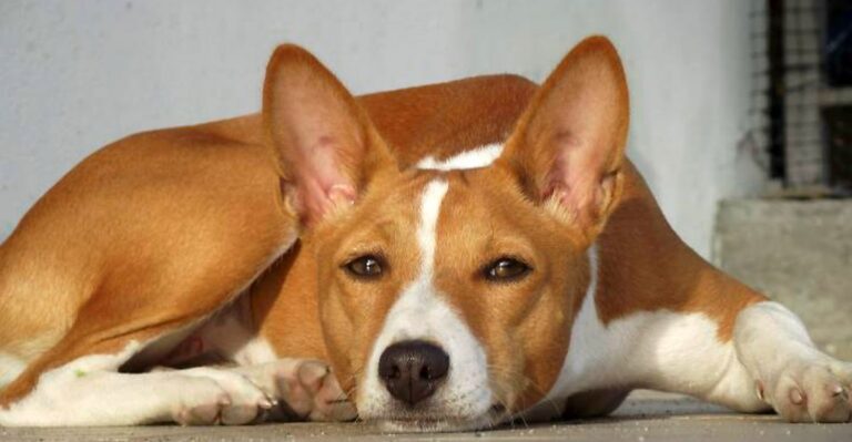 featured image d0aeb3ba11ae 87f52a1e4868 dog news