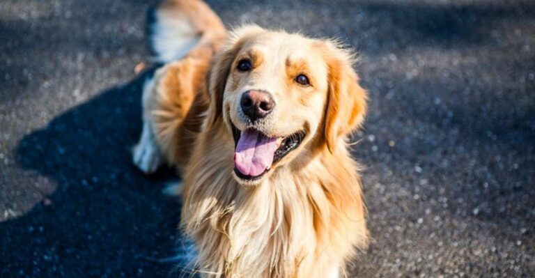 featured image d0dbfe9a075f a23de0c0b34b dog news