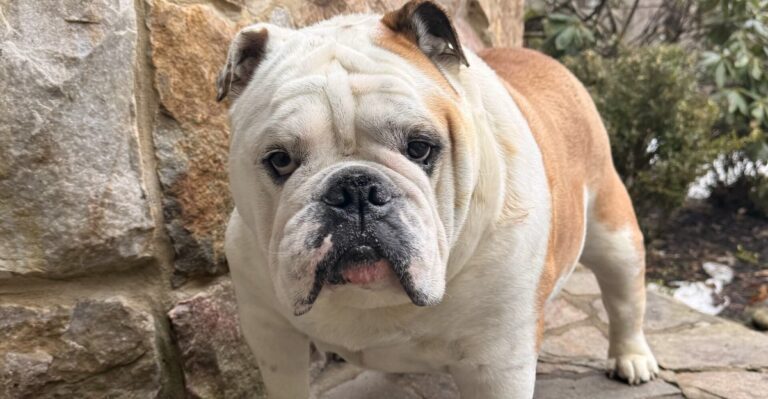 featured image d157cd314643 0a1a96bf99a3 dog news