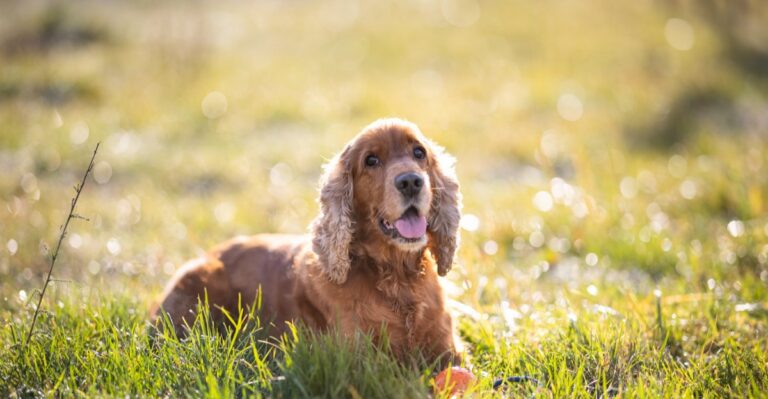 featured image d4675dfa403c 55889dccd1b6 dog news