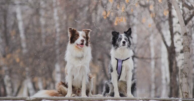 featured image d58972044cc3 776a2a83129a dog news