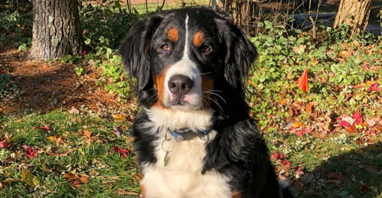 featured image d607c7f6f249 c72d7a9bf1e4 dog news