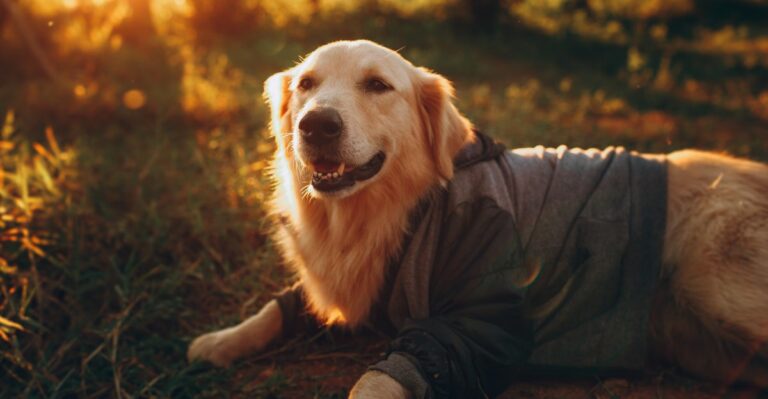 featured image d8c1d5a3a45e 159f3bd0d0d6 dog news