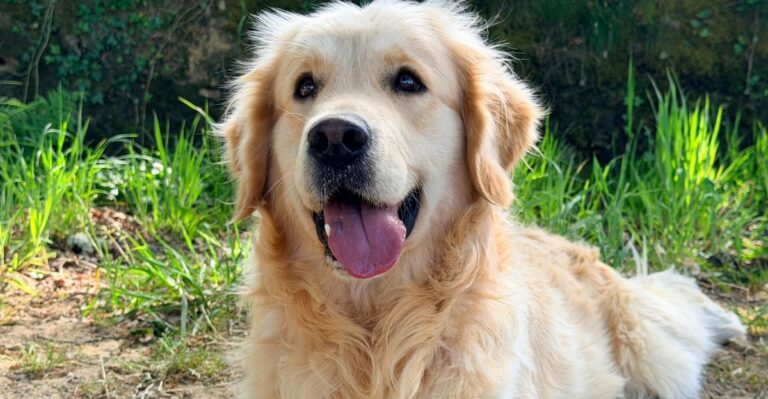 featured image d93fd9413a24 6379254fb9dc dog news