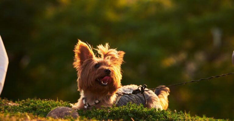 featured image dc049f4dea9f 82fd2fe6a770 dog news
