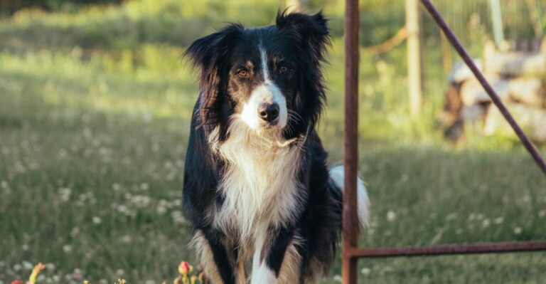 featured image dcd6e16850a9 0faf8632a86a dog news