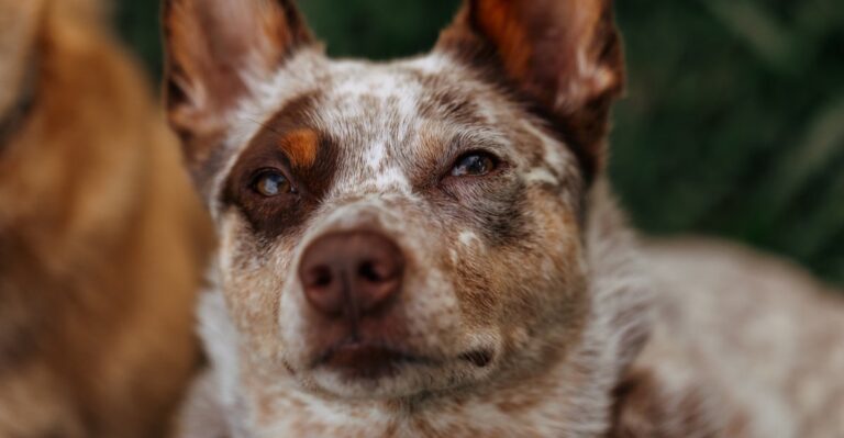featured image de21497c94f3 2be70ea0f4ad dog news