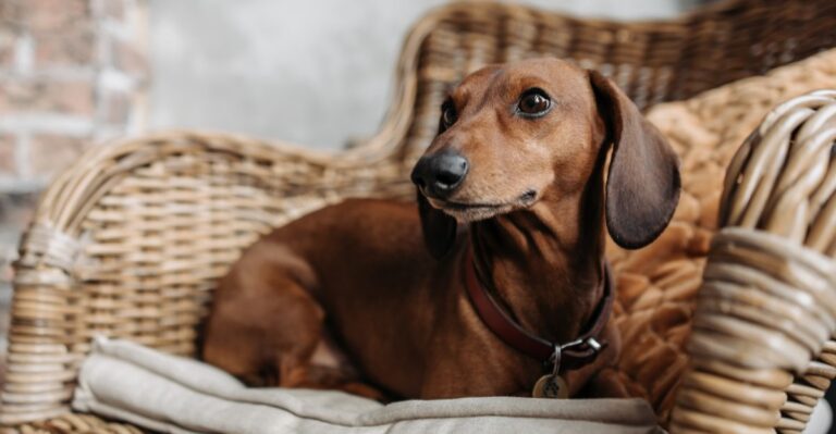 featured image df48e0be92f8 2c30e068301a dog news