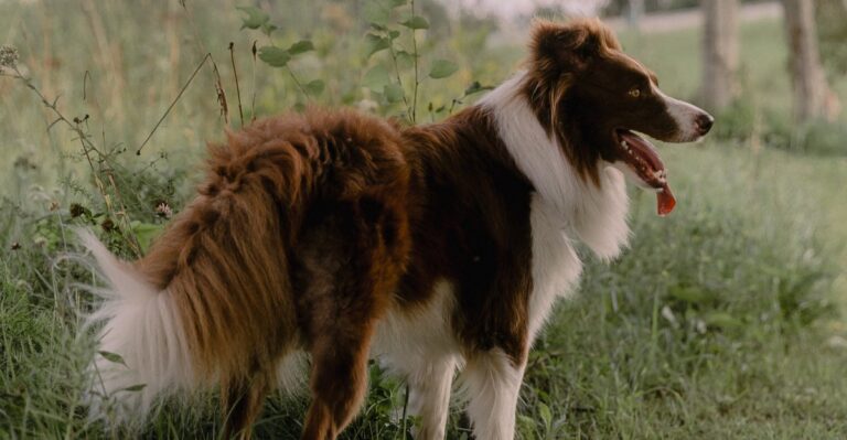 featured image e03013e15741 0ddde505b495 dog news