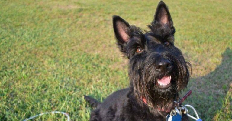 featured image e2c894059e13 e4f3665255fb dog news
