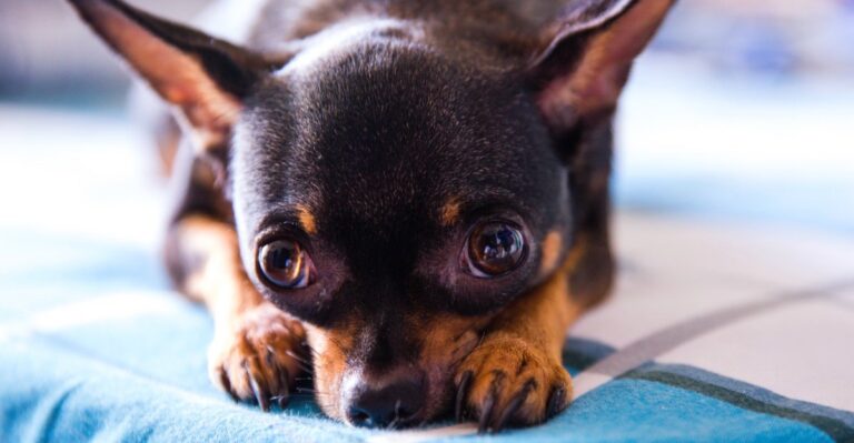featured image e315c254cd95 2e0f814b9794 dog news