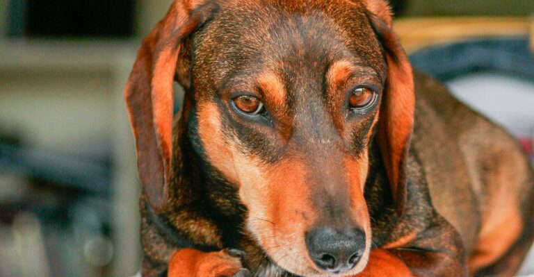 featured image e35a03855633 9ab886481d4f dog news