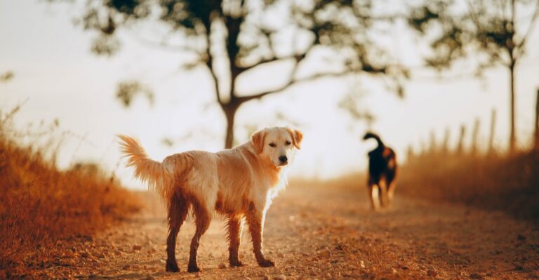 featured image e366985310d4 18c069779a59 dog news