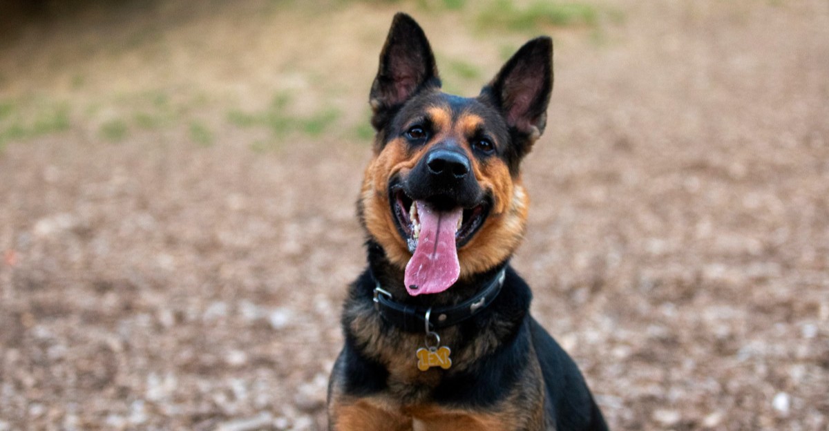 14 dog breeds that change the way people think about loyalty – and 3 that take devotion even further