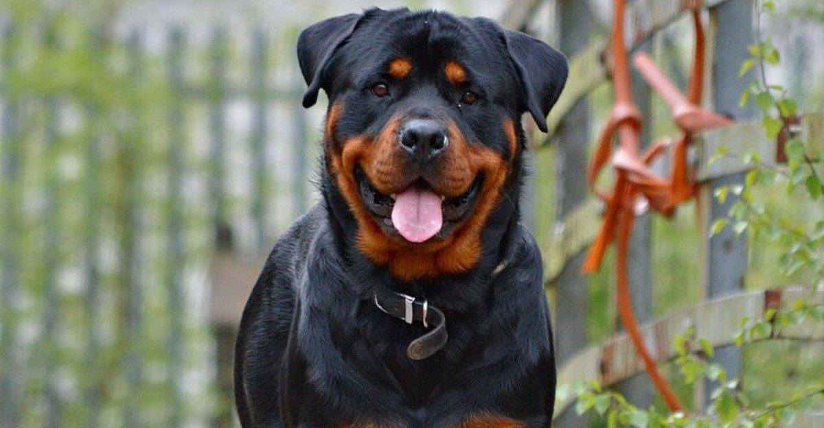 10 dogs that look intimidating from a distance – plus 2 gentle giants with equally loving personalities