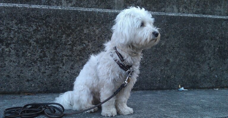featured image e535c4935bb4 37e7f14753ab dog news
