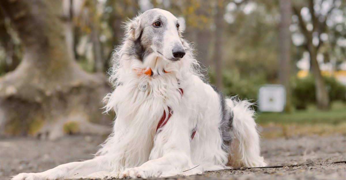 12 dog breeds that look like someone combined three different dogs – but nobody did