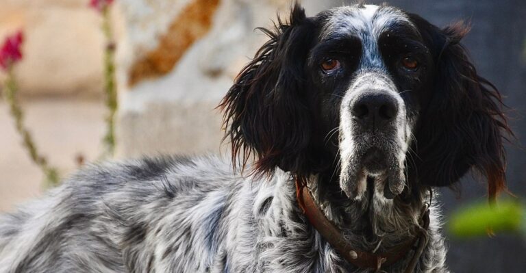 featured image e63087bf46be 5dc99f64152e dog news