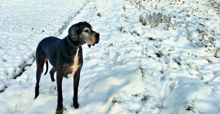featured image e8893000f440 38bd601fa7ea dog news