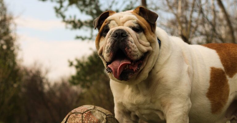 featured image e8ac54a66549 05bab84bef61 dog news