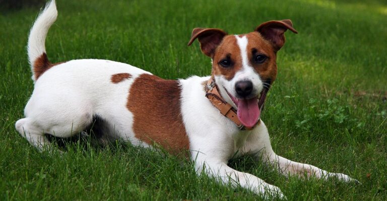 featured image ea5feda429eb 6fd888b3cff4 dog news