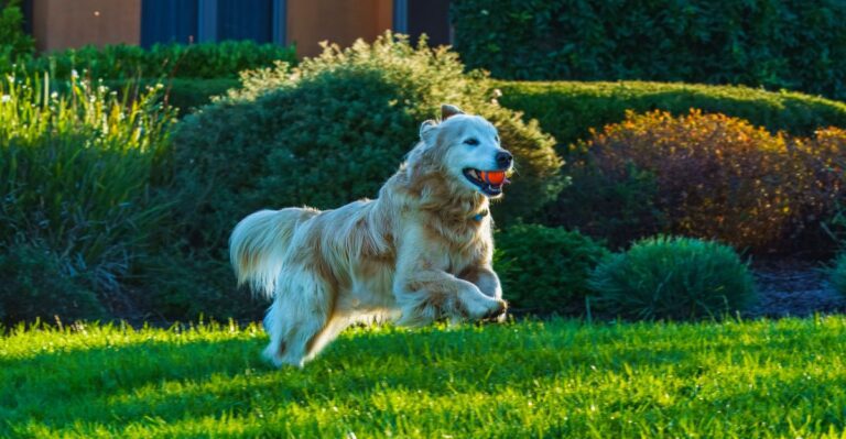 featured image ea7384afd6fd cabc5ce93127 dog news