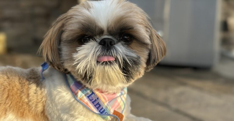 featured image f04b02b61092 039ea6022f4b dog news